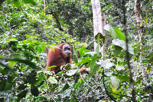 Melihat_Orangutan_di_Bukit_Lawang.jpg
